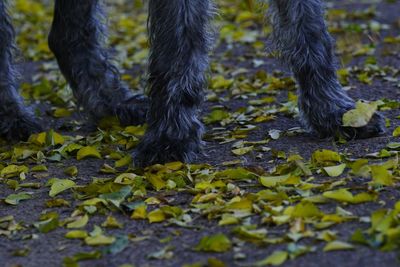 Low section of irish wolfhound standing by leaves on field