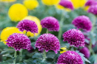 Close-up of pink flowering plants