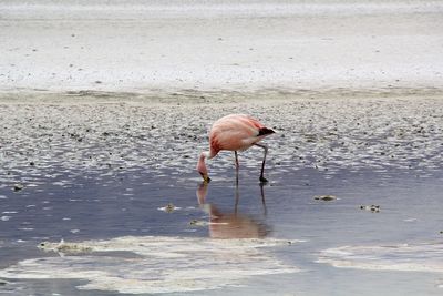 Panoramic view of lagoon laguna de canapa with flamingo at uyuni in bolivia,south america