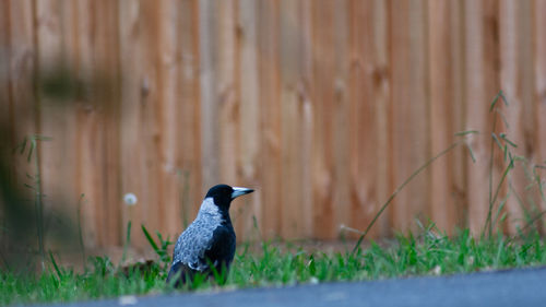 Bird perching on a field