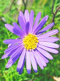 Close-up of purple flower