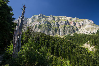 Low angle view of pine trees in forest against sky