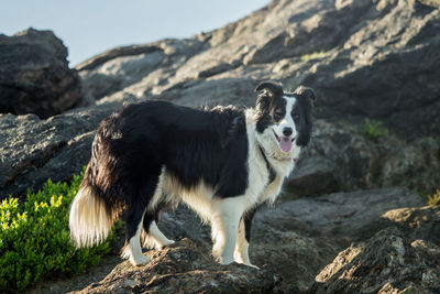 Dog standing on rock