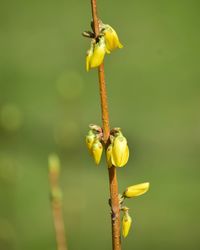 Close-up of yellow flowering plant