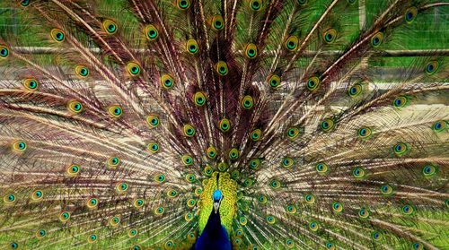 Peacock with feather fanned out