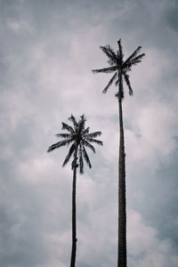 Low angle view of silhouette palm tree against sky