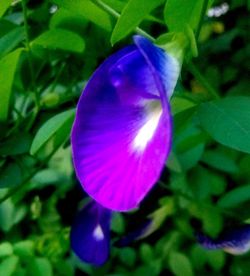 Close-up of purple flower blooming outdoors