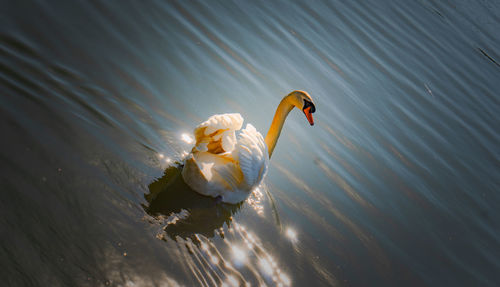 High angle view of swan swimming in lake