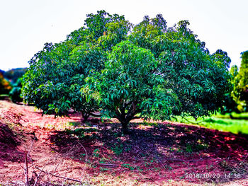 Trees growing on field against sky