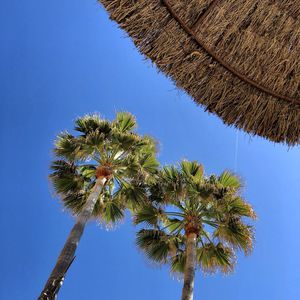 Low angle view of coconut palm tree against clear blue sky