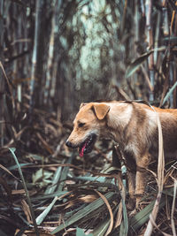 Close-up of a dog in the forest