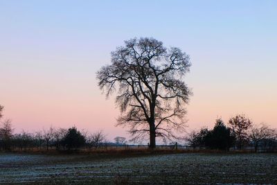 Silhouette tree against clear sky during sunset