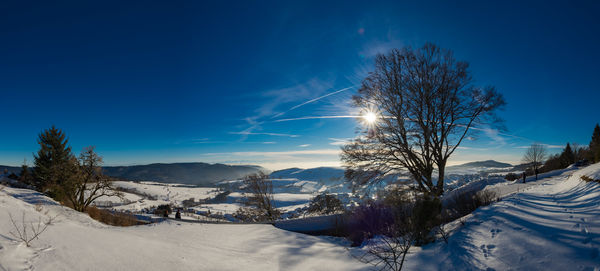 Trees on snow covered landscape against blue sky