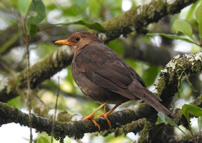 Close-up of bird perching on tree