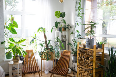 Potted plant on table at home