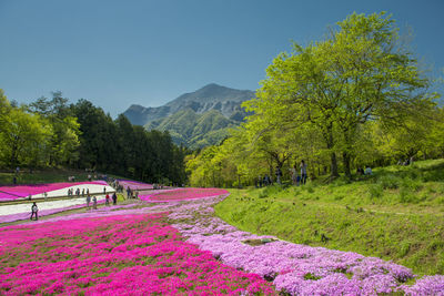 Scenic view of trees by mountains against sky