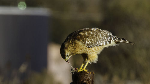 Red shouldered hawk eating a field mouse