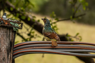 Close-up of bird perching on wood