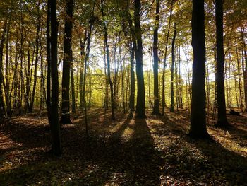 Trees in forest during autumn