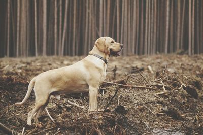 Dog on ground