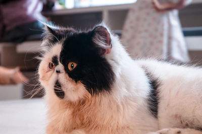 Close-up portrait of a cat