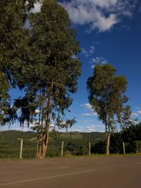 Trees on road against sky