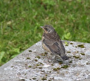 Close-up of bird perching on rock