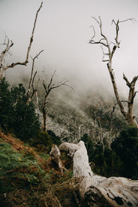 Bare trees in forest against sky