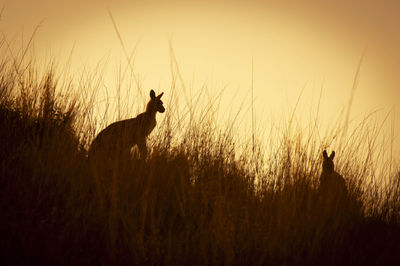 Silhouette of horse on field during sunset