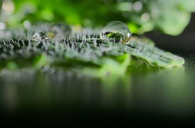 Close-up of insect on grass