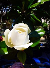 Close-up of white rose