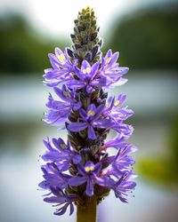 Close-up of purple flowers blooming