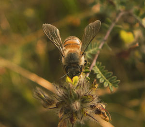 Close-up of a bee on a flower