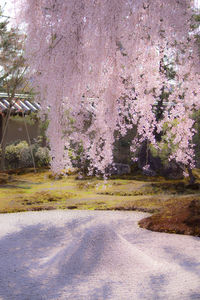 Pink cherry blossoms in spring
