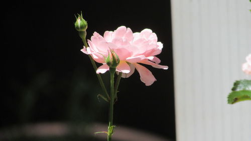 Close-up of pink flowers