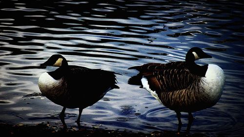 High angle view of bird in water