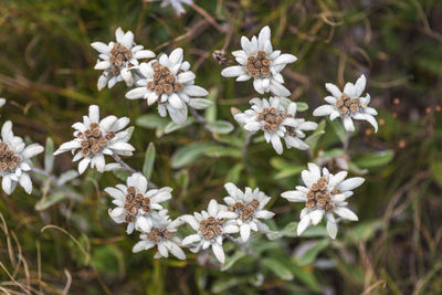 Close-up of white flowering plants on field