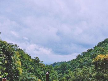 Low angle view of trees against sky