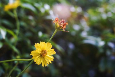 Close-up of yellow flowering plant