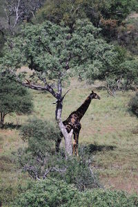 Bird on branch of tree