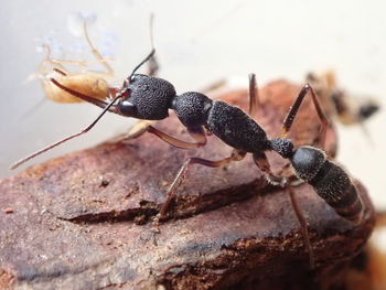 Close-up of insect on rock