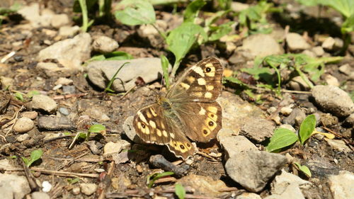 Close-up of butterfly on flower