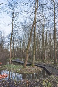 Bare trees in forest against sky