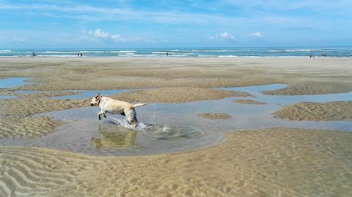 Labrador retriever running on beach against sky