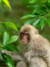 Close-up portrait of monkey
