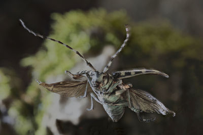 Close-up of insect on dry leaf