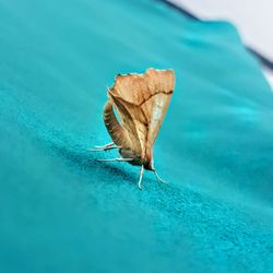 Close-up of butterfly on leaf