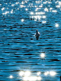 High angle view of duck swimming in lake