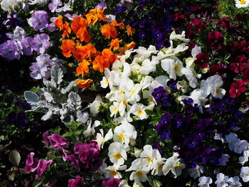 High angle view of purple flowering plants