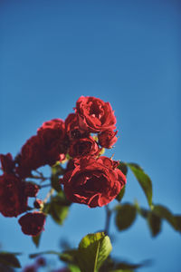 Close-up of red flowering plant against blue sky